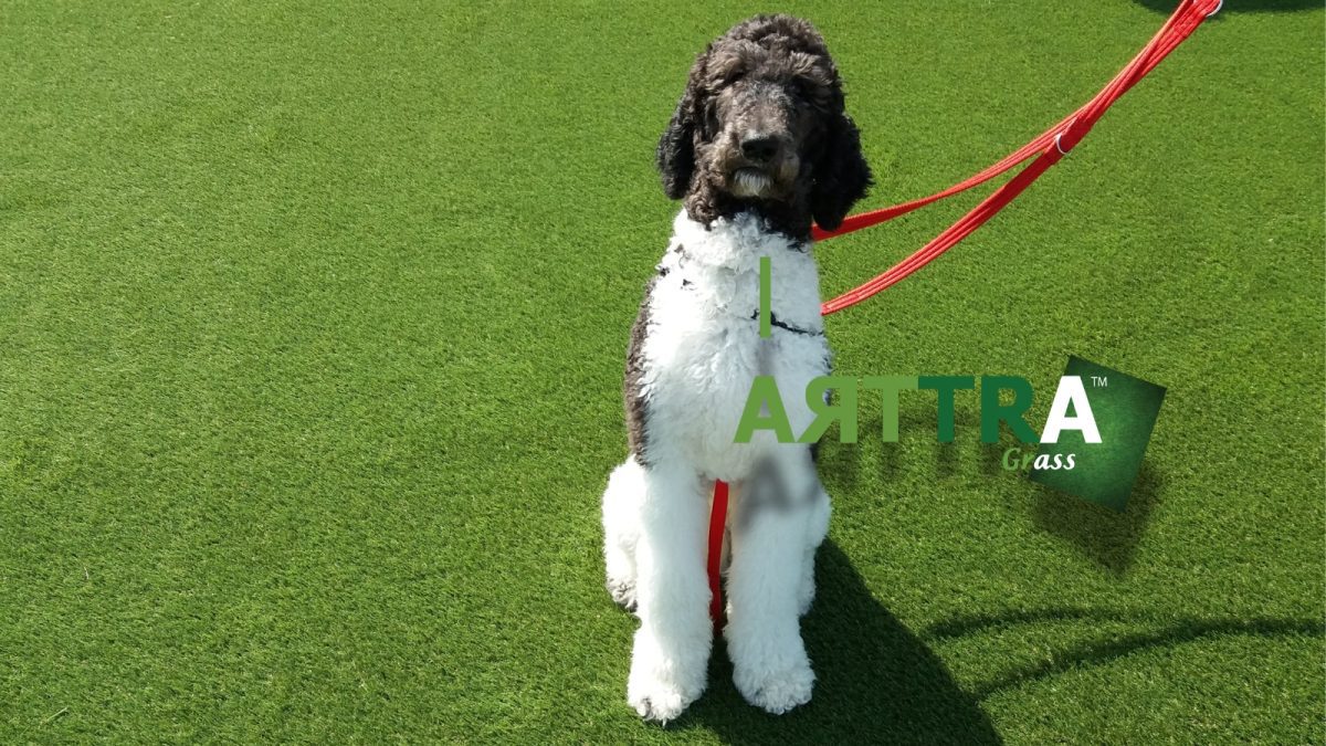ARTTRAGrass® vs Standard Artificial Turf