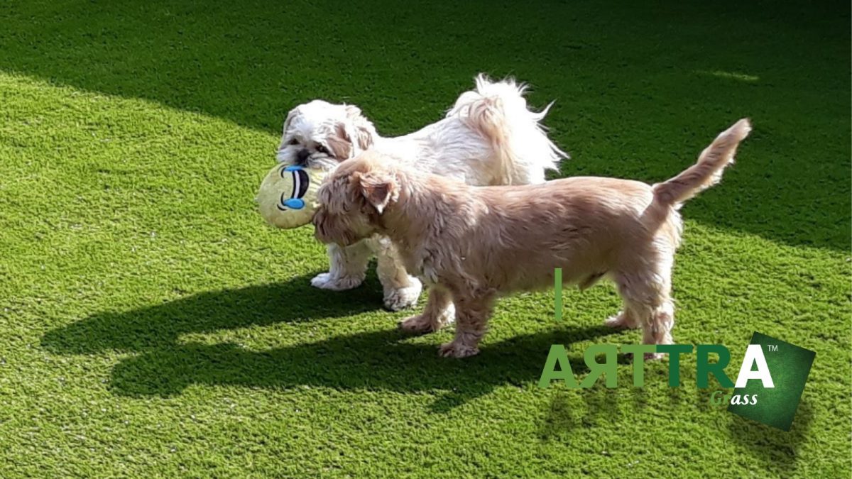 Best Dog Friendly Artificial Grass UK