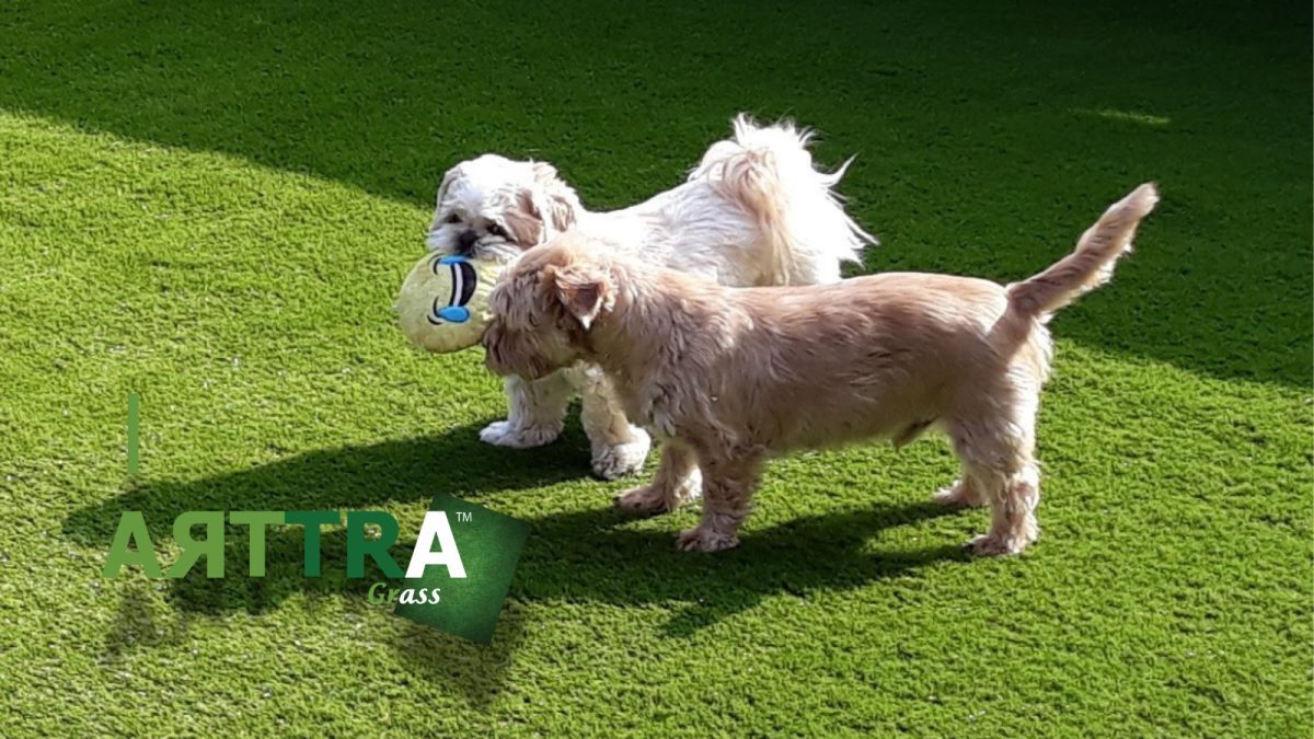 How Much Does Artificial Grass Cost for Dogs in the UK